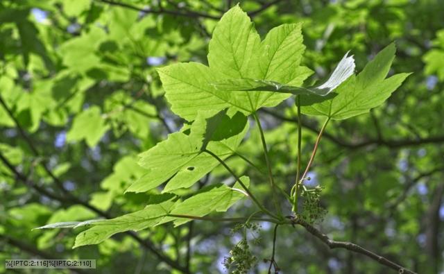 Sunlight on sycamore tree leaves
