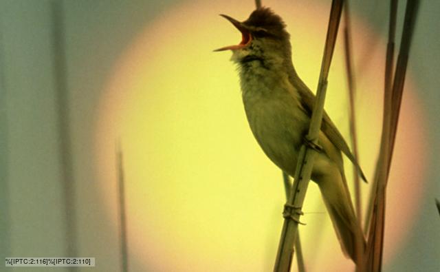 Great reed warbler singing with sun behind it