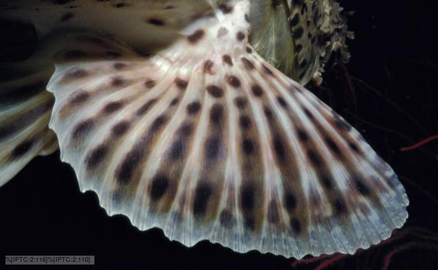 The pectoral fin of a spotted scorpionfish