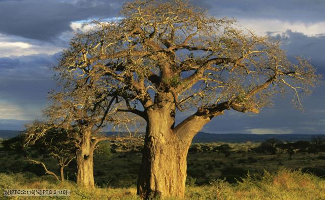 Tanzania at dusk with baobab trees