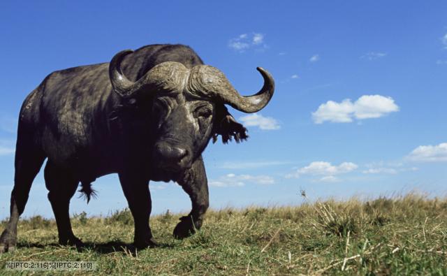 African Wild Buffalo