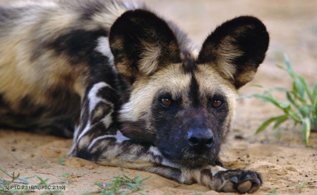 african spotted dog