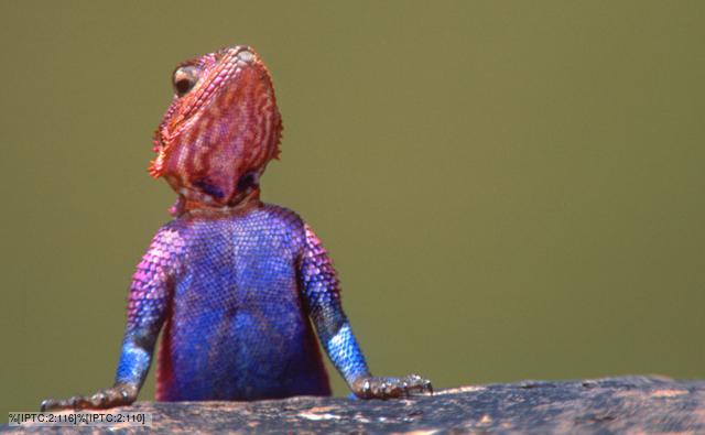 A colourful agama lizard climbing over a rock