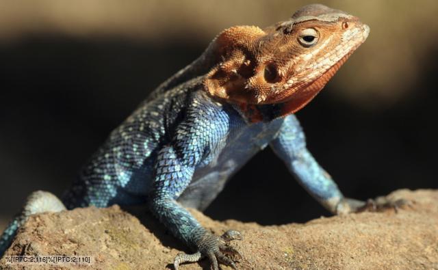Agamid lizard climbing a stone and showing its crest