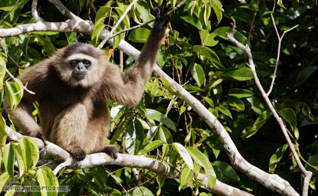 Agile gibbon sitting in a tree