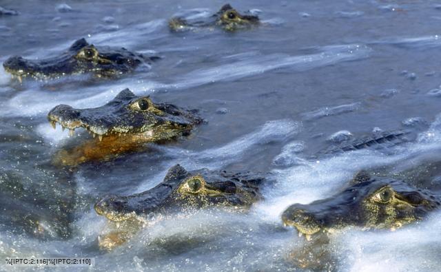 A line of Paraguayan common caimans in the water