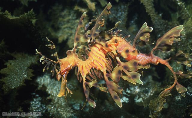 A male leafy sea dragon with eggs
