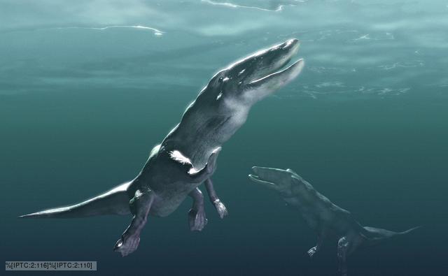 A pair of swimming Ambulocetus