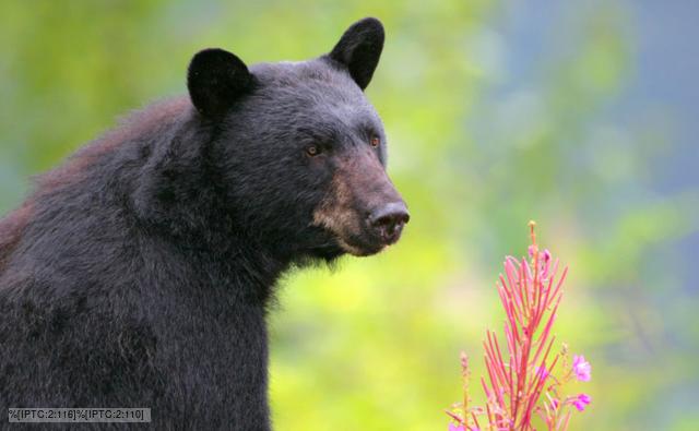 black bears pics