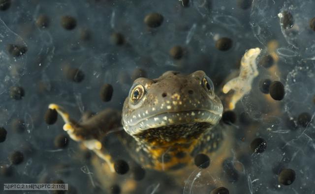 Male crested newt rests amongst frogspawn