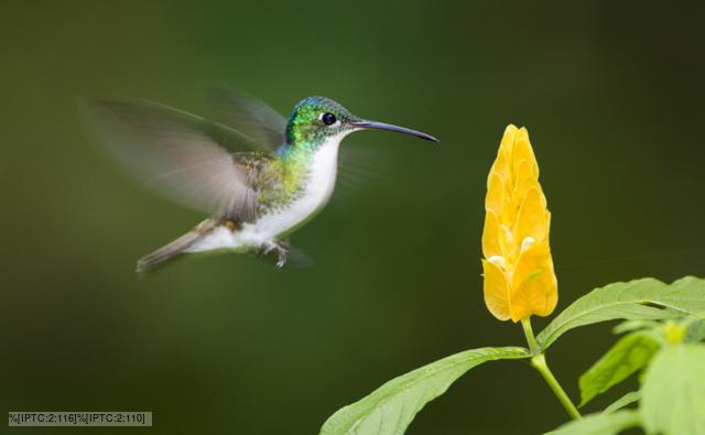 Andean hillstar hummingbird perched on branch