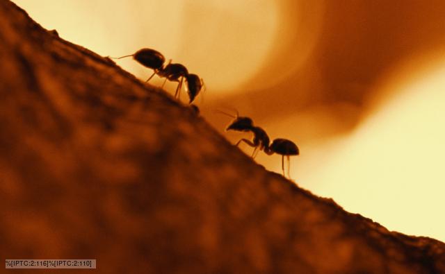 ant ant