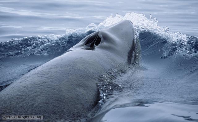 Antarctic minke whale surfacing in Antarctic waters