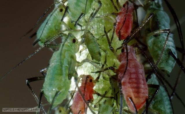 Rose aphids on a plant stem