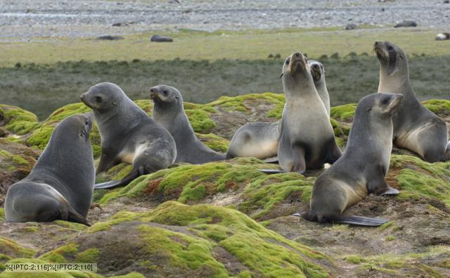 group of seals