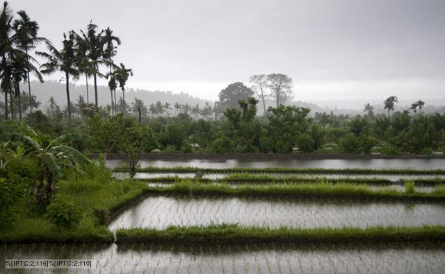 Rice fields in Bali, Indonesia