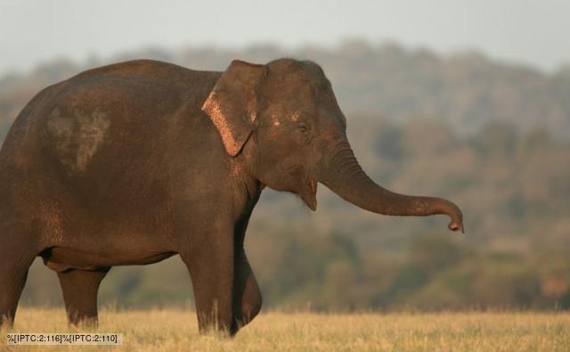 An Asian elephant 