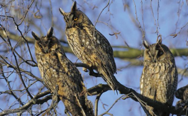 Three long-eared owls in a tree