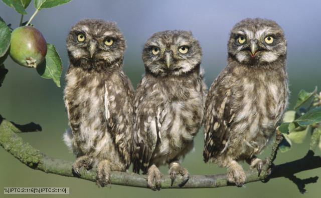 Three little owl juveniles perched on apple tree