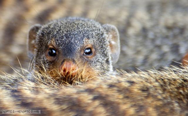 One banded mongoose peers over the back of another