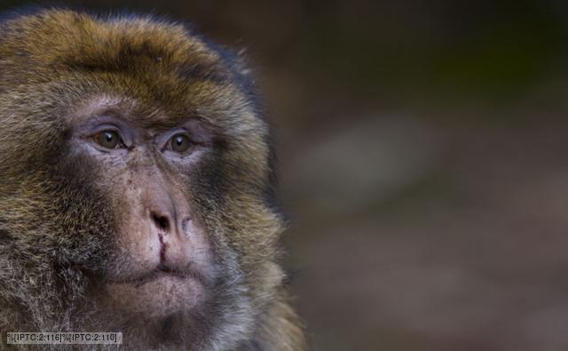 Portrait of an injured adult male Barbary macaque