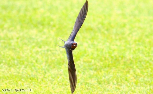 Barn swallow flying through a barn window