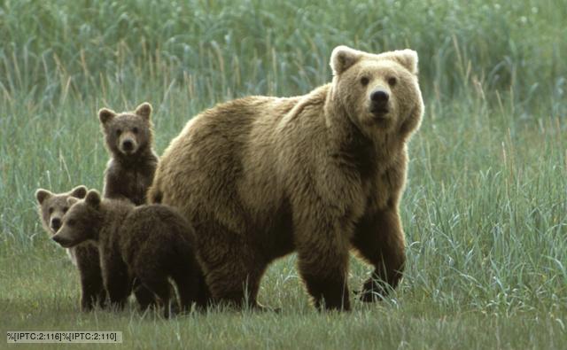 Arctic Grizzly Bear Diet