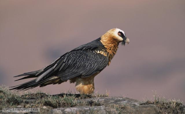 Bearded vulture standing on a rock