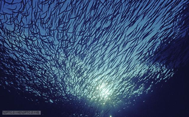 Juvenile needlefish schooling at sunset