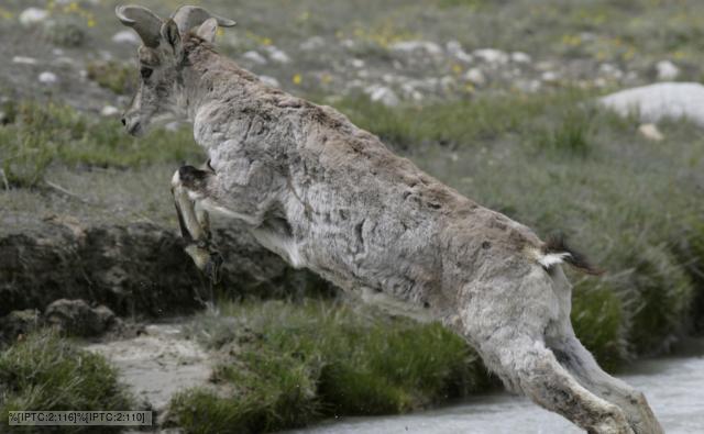 Bharal leaping across the river Bhagirathi in the Himalayas