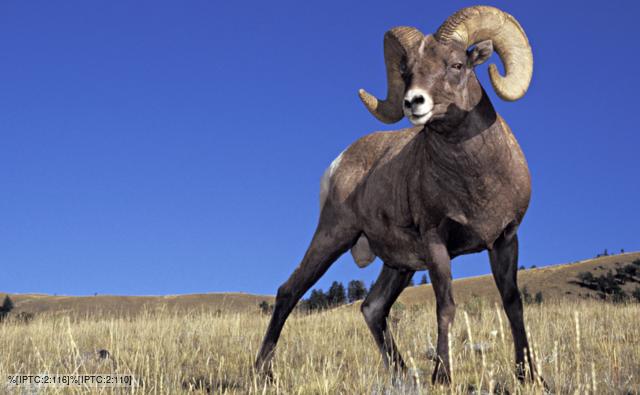 bighorn ram fight