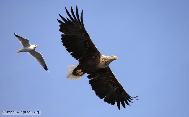 nature with birds