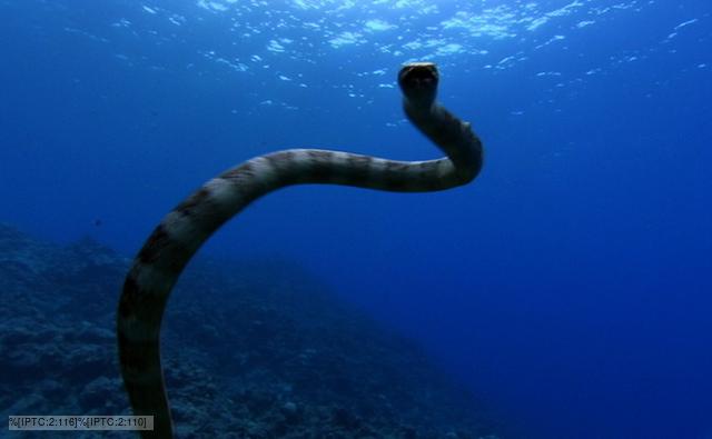 What kind of predators does a sea snake have?