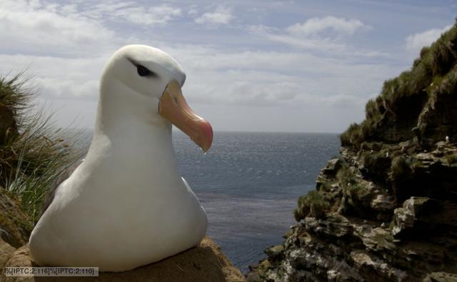 Black-browed albatross sitting on its nest