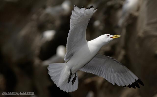 A kittiwake in flight
