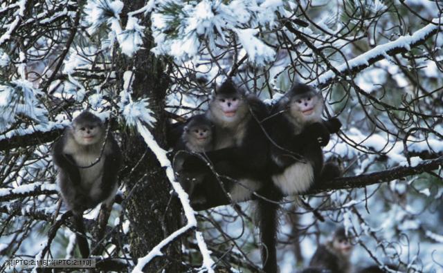 Yunnan snub-nosed monkeys in a snow covered tree