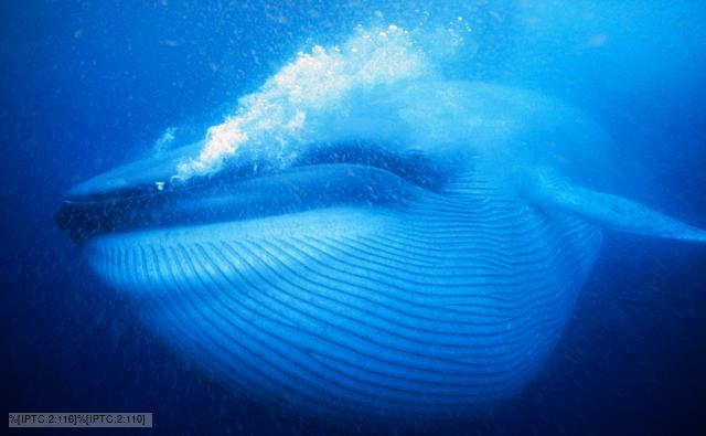 Blue Whales Habitat