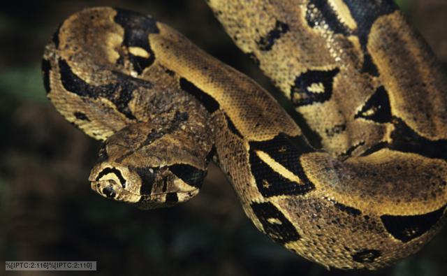 Boa constrictor suspended from a tree