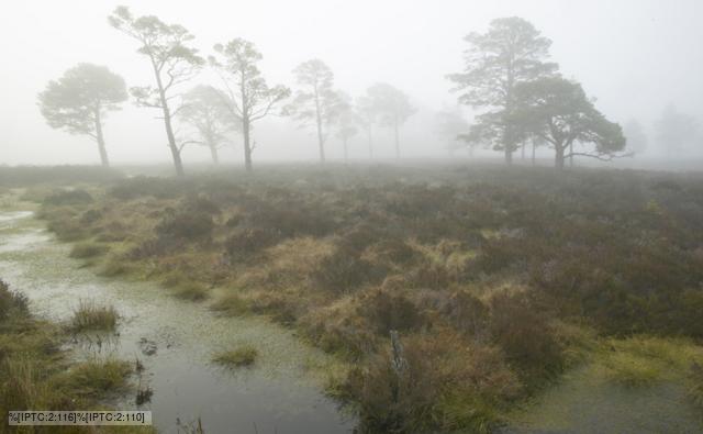 A Scottish bog woodland in dawn mist