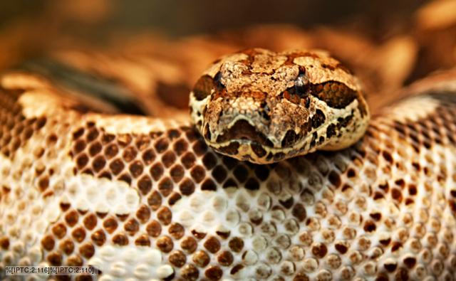 Close up on the head of a Dumeril's boa