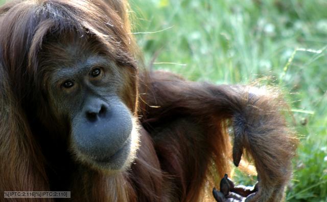 A Bornean orangutan