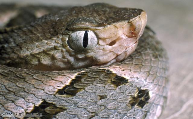 bothrops_asper_1.jpg