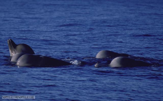 A pod of bottlenose whales