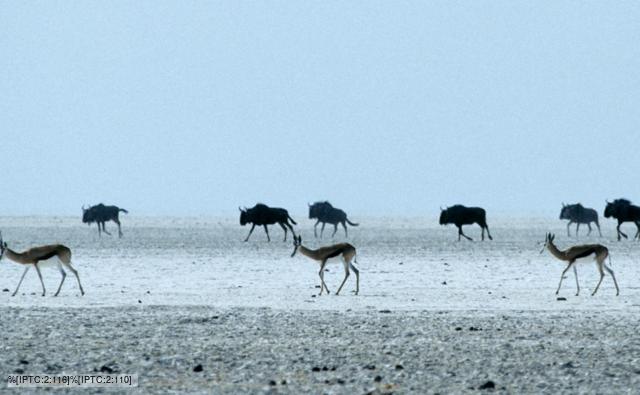 Springbok and wildebeest herds on an open plain