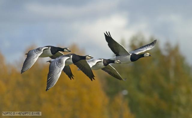 Four barnacle geese flying