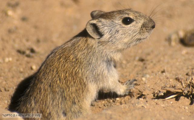 Brants's whistling rat at the entrance to a burrow in the sand