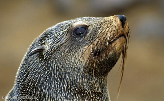 Portrait of a brown fur seal