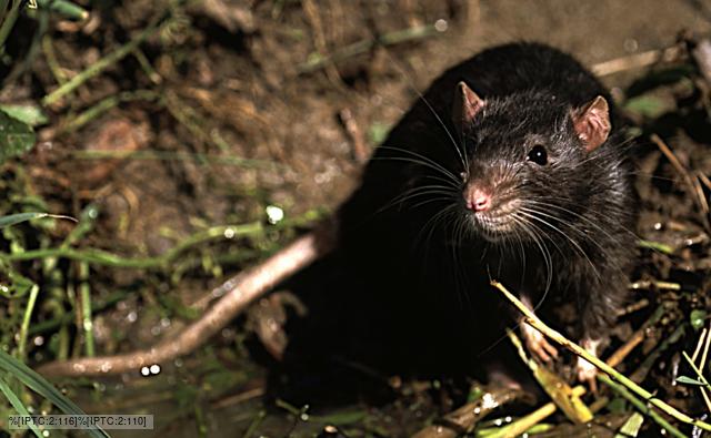 brown rat images