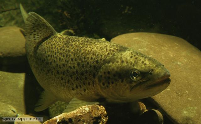Brown Trout Facts