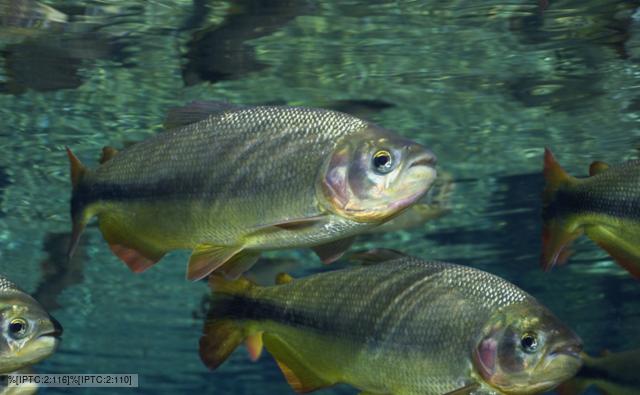 Brycon fish swimming